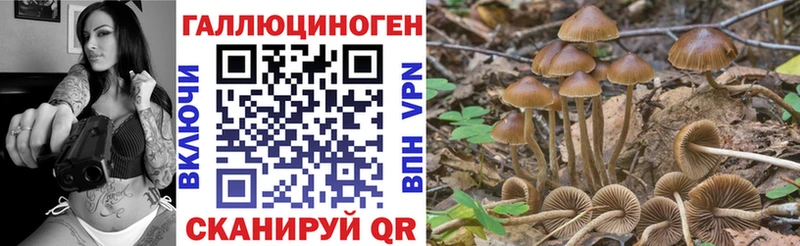 Псилоцибиновые грибы Psilocybine cubensis  Исилькуль 